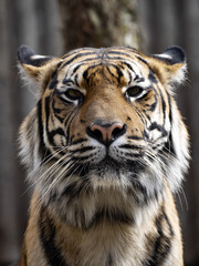 Naklejka premium Portrait of female Sumatran Tiger, Panthert tigris Sumatrae, which observes surroundings
