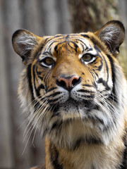 Portrait of female Sumatran Tiger, Panthert tigris Sumatrae, which observes surroundings