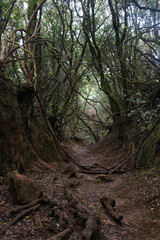 The forests of Anaga, Tenerife