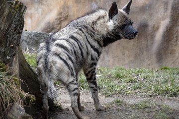 L& 39 hyène rayée, Hyaena hyaena sultana, surveille de près