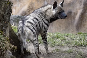 Schilderijen op glas De gestreepte hyena, Hyaena hyaena sultana, let goed op © vladislav333222