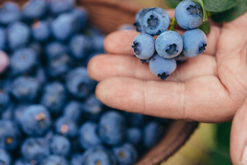 Blueberries picking. Female hand gathering huckleberries. Harvesting concept.