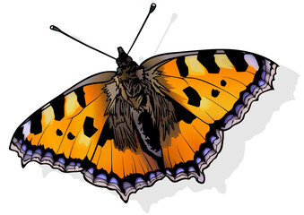 Small Tortoiseshell - Beautiful Butterfly Isolated on White Background, Vector Illustration