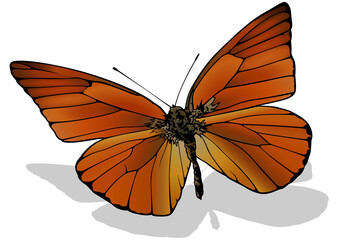 Orange Albatross - Beautiful Butterfly Isolated on White Background, Vector Illustration