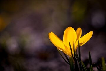 Yellow single crocus flower at the spring glade. Nature awakening process.