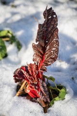 Feuille de chou rouge dans la neige