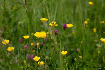 Yellow buttercups in the meadow.
Blurred background. 