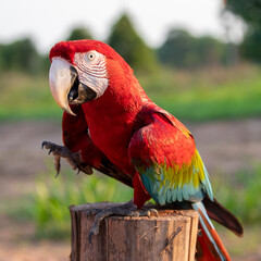 Ein freigestellter Dunkelroter Ara sitzt auf einem Zaunpfosten in der Seitenansicht im brasilianischen Pantanal