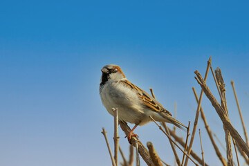 sparrow on a branch in front of an blue sky
