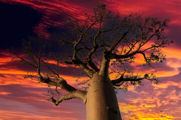 Beautiful Baobab trees at sunset at the avenue of the baobabs in Madagascar