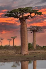 Fototapete Rund Beautiful Baobab trees at sunset at the avenue of the baobabs in Madagascar © vaclav