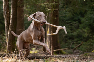 Jagdhund apportiert Hirschgeweih