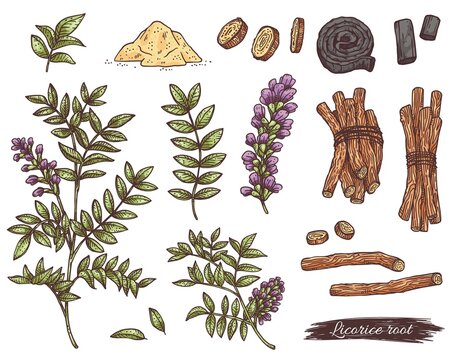 Licorice herb, medicinal plant with root, flower, leaves and branches.
