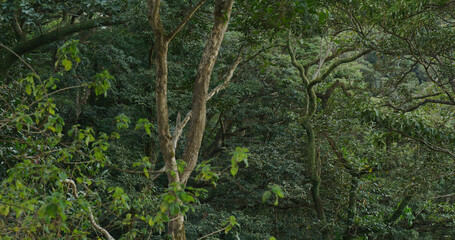 Green plant tree in the forest