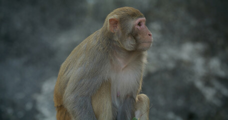 Obraz premium Wild monkey in the forest