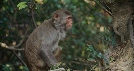 Wild monkey sits in tree