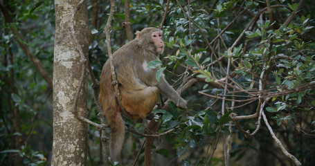Naklejka na ściany i meble Wild monkey sits in tree