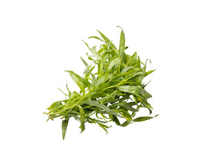 Bunch of tarragon grass isolated on white background.