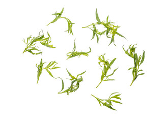 Tarragon grass isolated on white background.