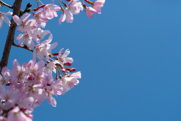 青空背景で桜の花のクローズアップ