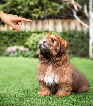 Puppy learning to sit. Obedience training with a Shichon teddy bear puppy. He is sitting and looking up to owners hand. Also known as Zuchon, Shih Tzu-Bichon mix or fuzzy wuzzy puppy. Selective focus.