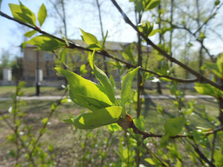 Tree branch with buds background.  young leaves on sunny day in the beginning of spring, when nature wakes up to bloom with sunlight peeking through  leaves and trees