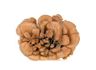 maitake mushrooms on white background