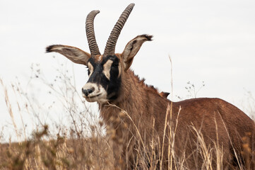 Roan Antelope in the African savanna 