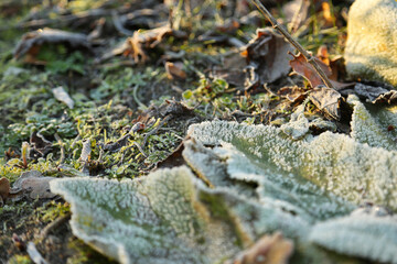 Waldboden in der Morgensonne, März 2021 Stahnsdorf, Deutschland