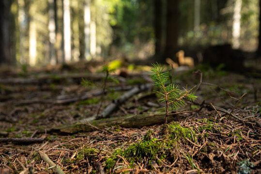young pine tree growing in nature