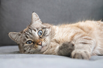 Obraz premium Face of Thai Siamese breed white domestic cat with blue eyes sleeping lying on grey sofa background resting lazy on a cozy couch in living room in a house closeup portrait place for text copy paste