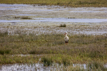 A great egret standing on a wet meadow at a little pond called Mönchbruchweiher in the Mönchbruch natural reserve next to Frankfurt in Hesse, Germany at a cloudy day in spring.