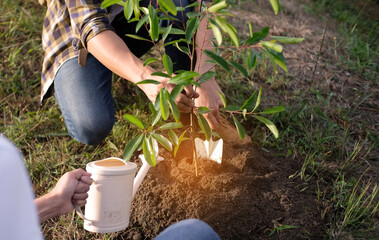 young man gardener, planting tree in garden, gardening and watering plants