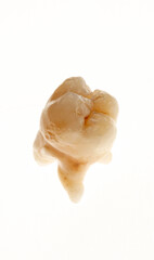 human tooth made of dental porcelain
