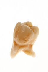 human tooth made of dental porcelain