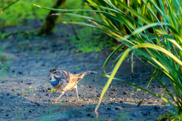 Bluethroat or Luscinia Svecica in wild nature