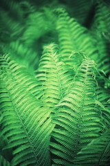 Bright spring greens at dawn in the forest. Nature comes to life in early spring.