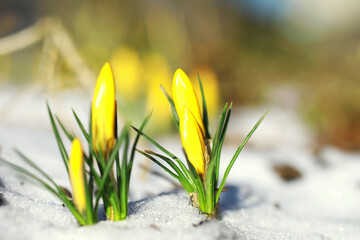 Spring flowers, white crocus snowdrops sun rays. White and yellow crocuses in the country in the...