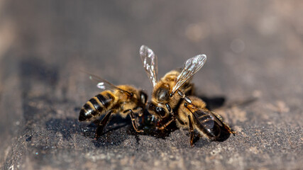 Bees in a gathering with selective approach, macro