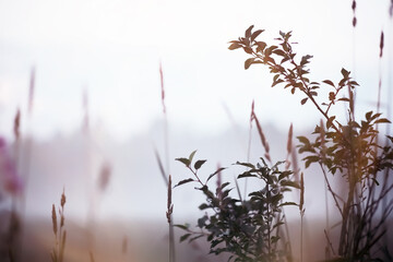 Fog in the field. Evening nature summer with white fog.