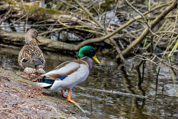 A mallard duck couple standing at a little pond called M&ouml;nchbruchweiher in the M&ouml;nchbruch natural reserve not far away from Frankfurt in Germany at a cloudy day in spring.