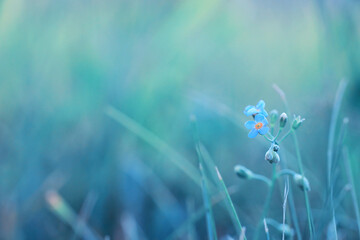 Wild flower. Little flowers on a green meadow.