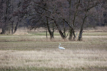 A great egret standing on a wet meadow at a little pond called Mönchbruchweiher in the Mönchbruch natural reserve next to Frankfurt in Hesse, Germany at a cloudy day in spring.