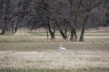 Obraz na płótnie Canvas A great egret standing on a wet meadow at a little pond called Mönchbruchweiher in the Mönchbruch natural reserve next to Frankfurt in Hesse, Germany at a cloudy day in spring.