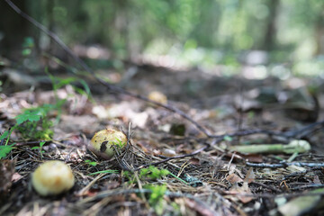 Bright spring greens at dawn in the forest. Nature comes to life in early spring.