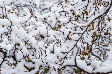 Snow on the branches of trees and bushes after a snowfall. Beautiful winter background with snow-covered trees. Plants in a winter forest park. Cold snowy weather. Cool texture of fresh snow. Closeup.