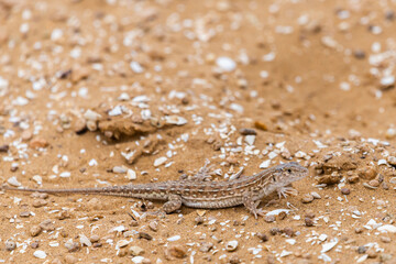 Obraz premium Steppe Runner Lizard or Eremias arguta on sand