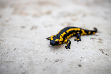 European fire salamander..Black yellow spotted fire salamander. Salamander by a lizard-like appearance with black and yellow body pattern.