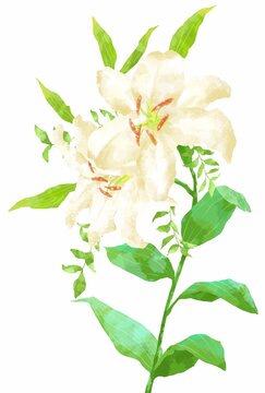 カサブランカ Images Browse 992 Stock Photos Vectors And Video Adobe Stock