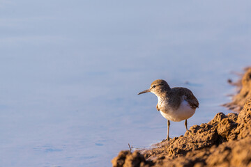 Wood Sandpiper or Tringa glareola. Wild bird in a natural habitat